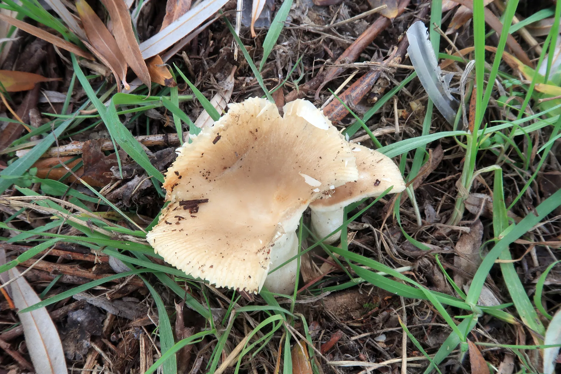 Russula pectinatoides - 1 - IMG_6742